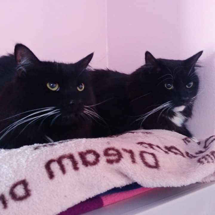 Adopt a friend: Flora and Fauna
